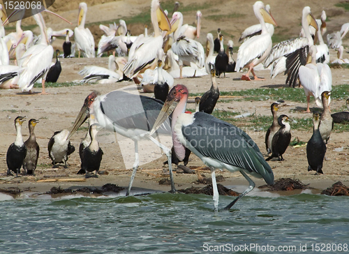 Image of lots of african birds riverside