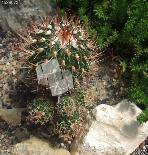 Image of cacti and succulents