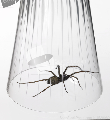 Image of caught big spider under a drinking glass