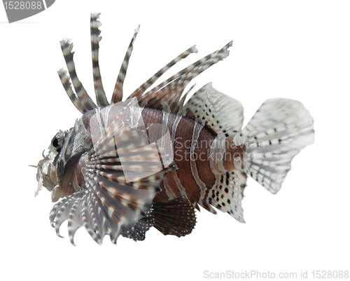 Image of lionfish in white back