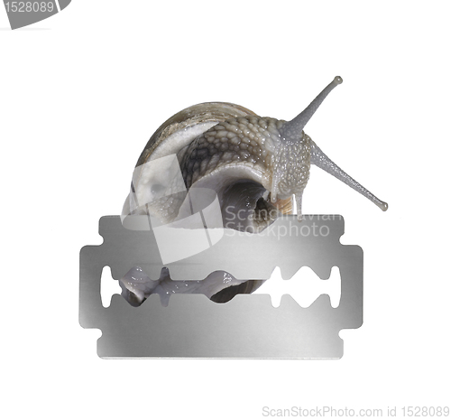 Image of Grapevine snail and razor blade