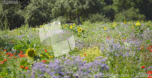 Image of flowering meadow and trees