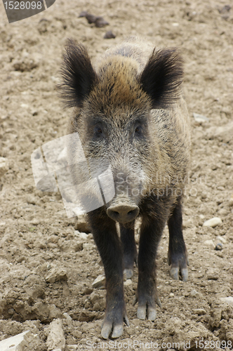 Image of wild boar portrait