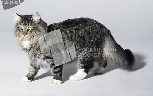 Image of Norwegian Forest cat