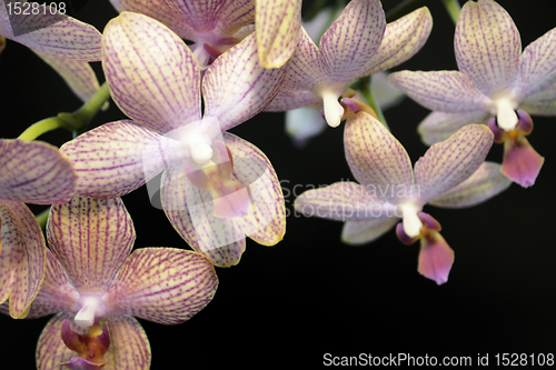 Image of colorful orchid flowers