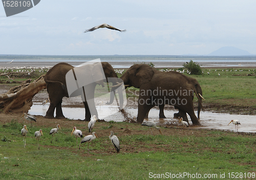 Image of two fighting Elephants in Africa