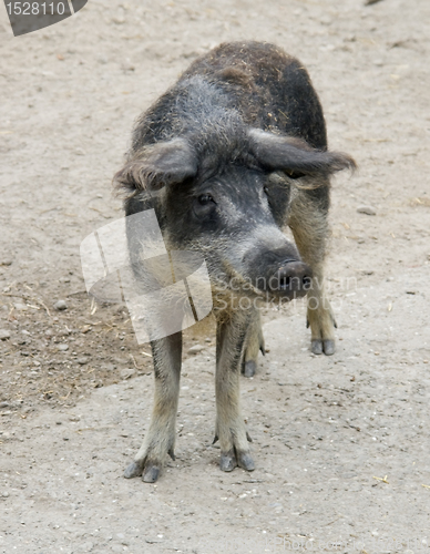 Image of Mangalitsa