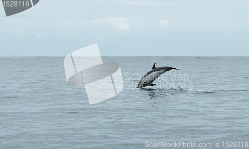 Image of jumping dolphin