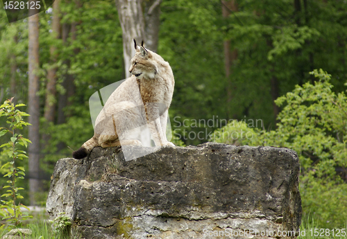 Image of eurasian Lynx on rock formation