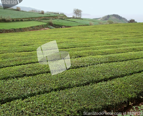 Image of tea plantation