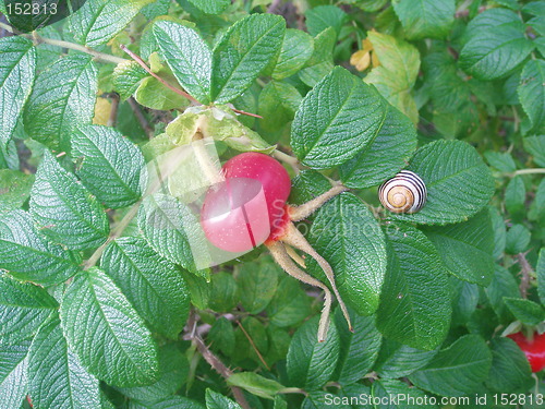 Image of Rose hip and snailshell