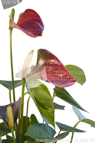 Image of red Flamingo Flower in white back