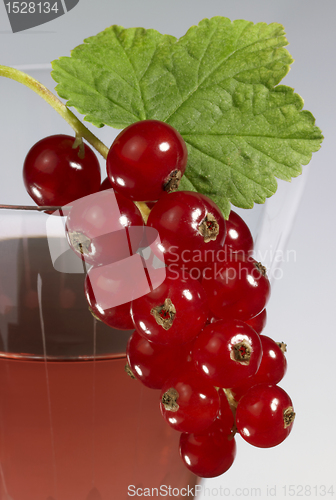 Image of Redcurrant on glass