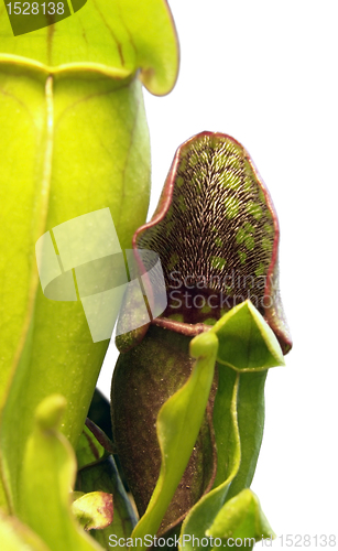 Image of carnivorous plant detail