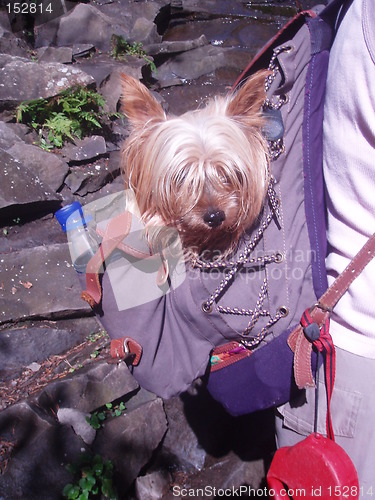 Image of Small dog in rucksack