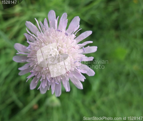 Image of Scabiosa flower in green back