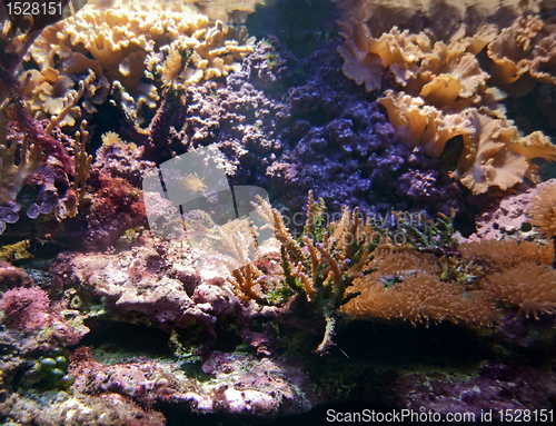 Image of underwater scenery