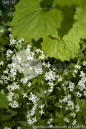 Image of leaves and white flowers