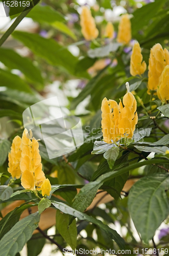 Image of exotic yellow flowers