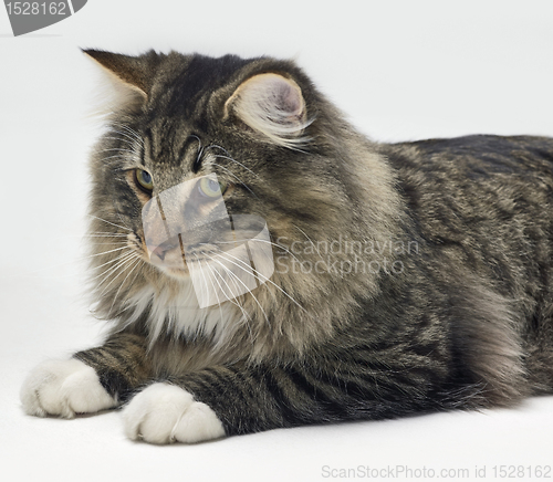 Image of resting Norwegian Forest Cat