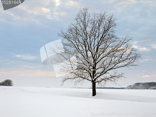 Image of winter tree