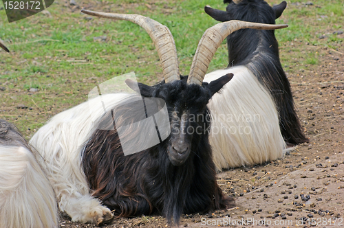 Image of resting Valais Blackneck goats