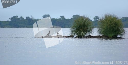 Image of Lake Victoria near Entebbe