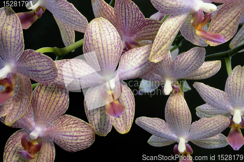 Image of colorful orchid flowers