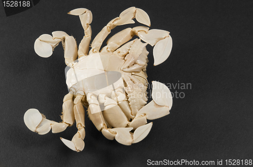 Image of underside of a moon crab