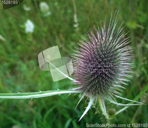 Image of Dipsacus flower in green blurry back