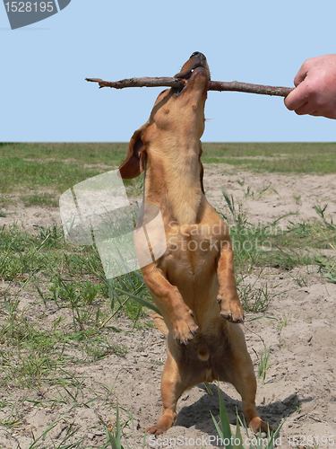 Image of playing sausage dog