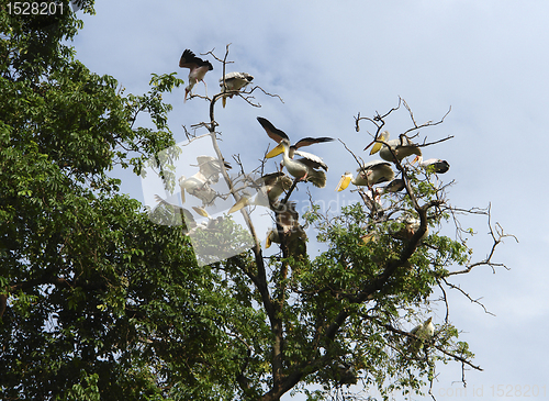 Image of Pelicans in a tree top