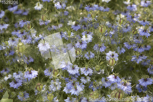 Image of lots of nigella damascena flowers