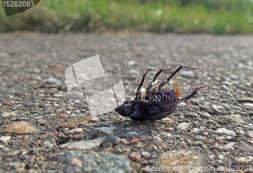 Image of dead bug supine on pavement