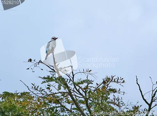 Image of Common Kingfisher on treetop