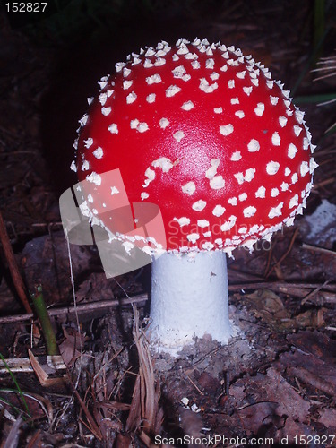 Image of Fly agaric