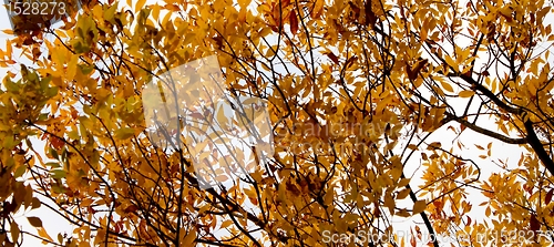 Image of Autumn Tree Sky