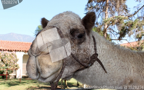 Image of Camel