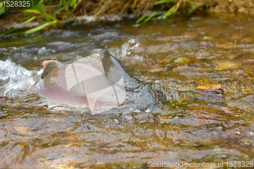 Image of Fighting males of humpback salmon