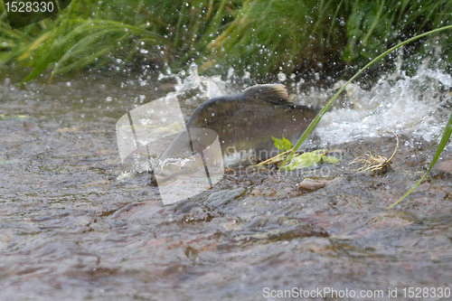 Image of humpback salmon is ranning to the  spawning place