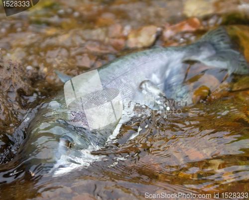 Image of the Silver salmon going on spawning 2