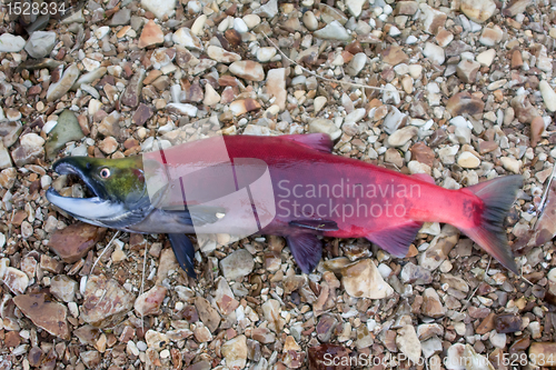 Image of main run  blue-backed salmon (Oncorhynchus nerka)