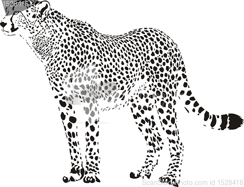 Image of Gepard - Black and white cheetah