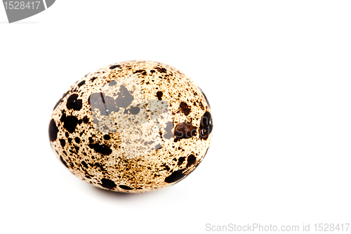 Image of quail egg