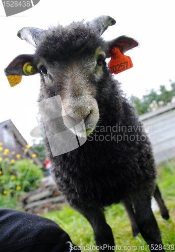 Image of Sheep