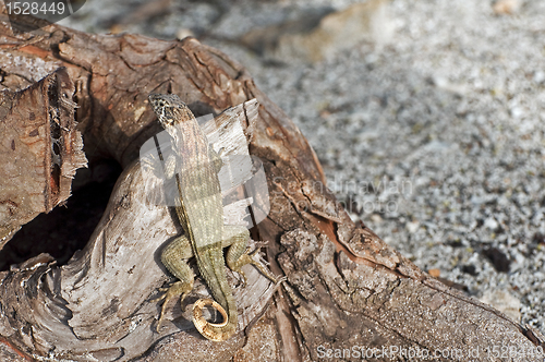 Image of Lizard camouflage.