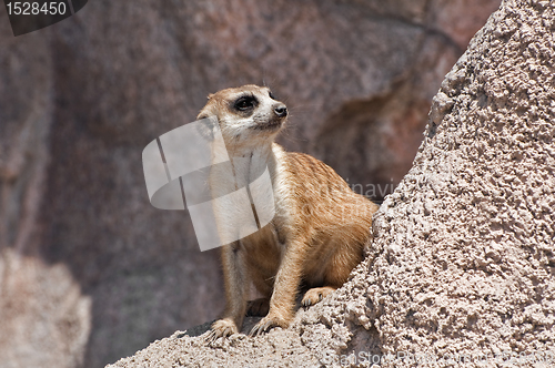 Image of Meerkat.