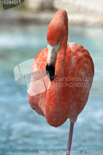 Image of Pink Flamingo.