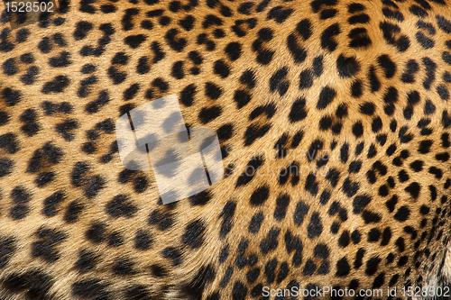 Image of Leopard Skin