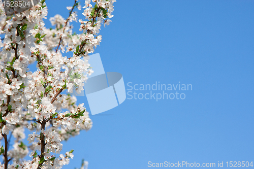 Image of Spring blossom cherry tree